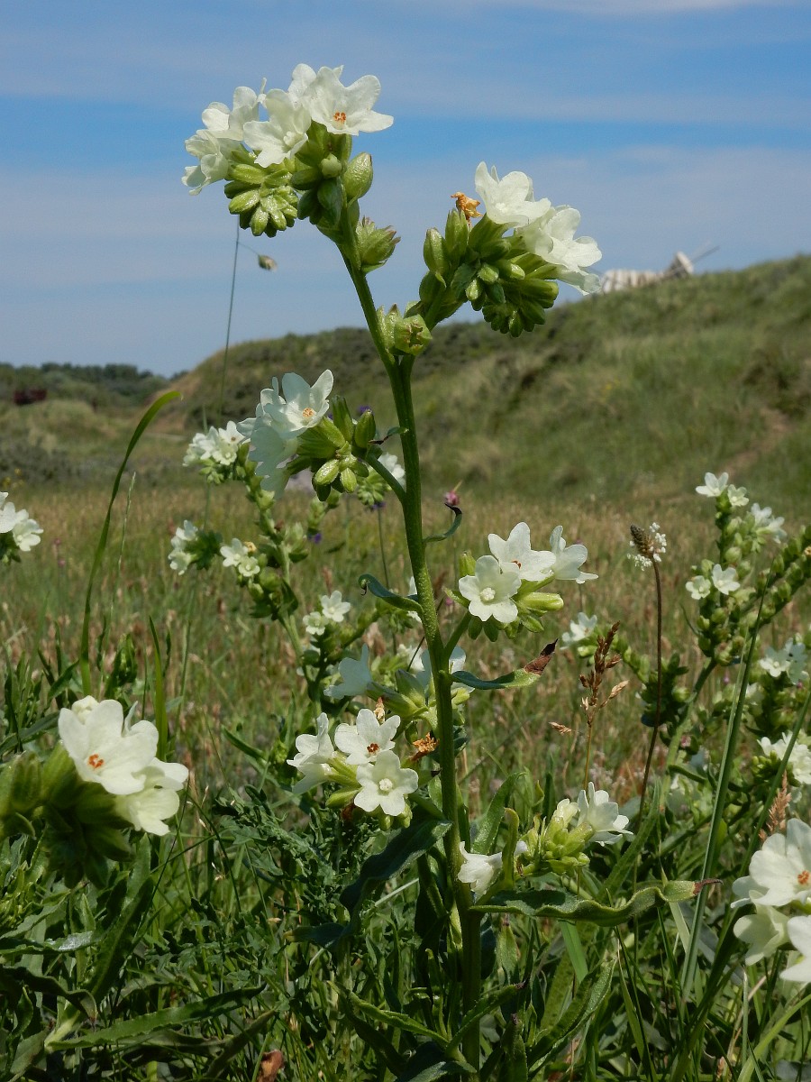 BDSM bekasi erkak fotosuratini kaltaklaydi